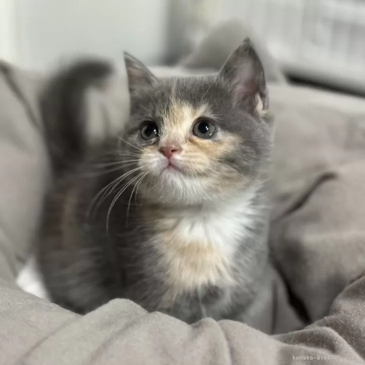 ID:2411-01717の子猫