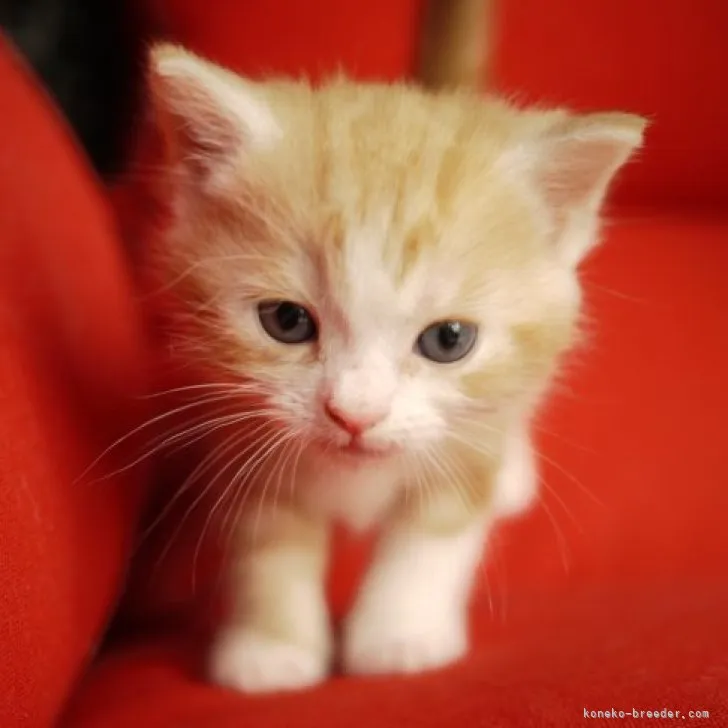 ID:2306-02547の子猫