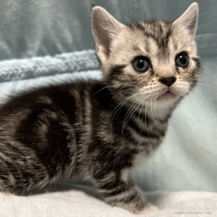 ID:2303-02553の子猫