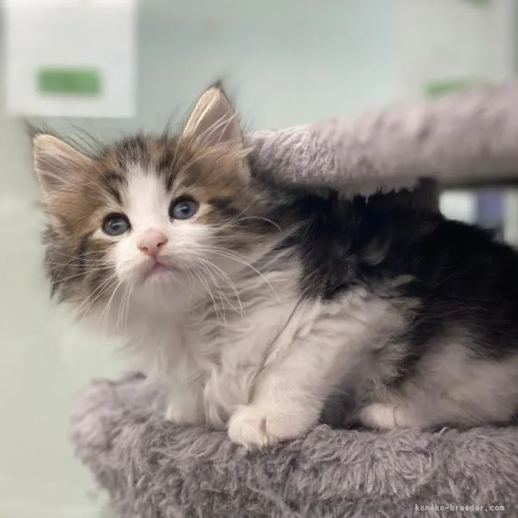 ID：2212-00183の子猫