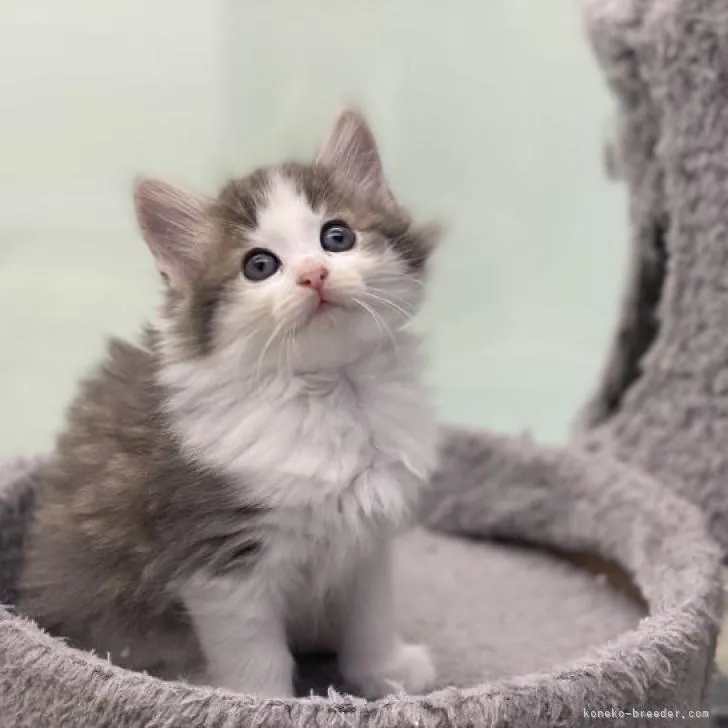 ID:2212-00180の子猫