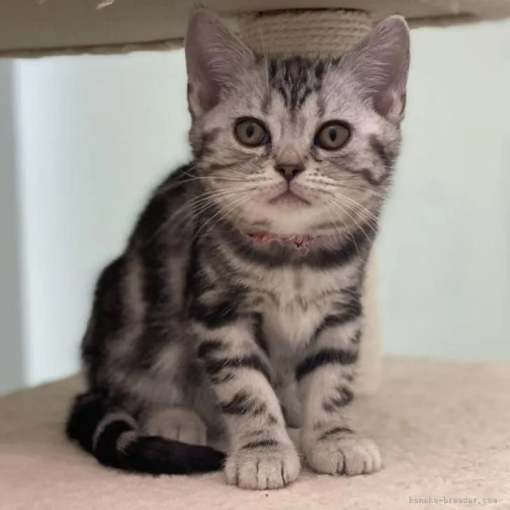 ID:2211-00558の子猫