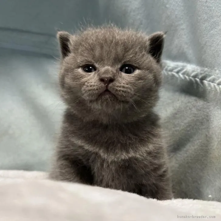 ID：2301-00122の子猫