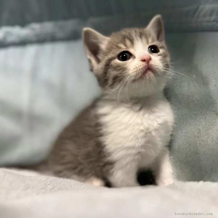 ID:2212-00572の子猫