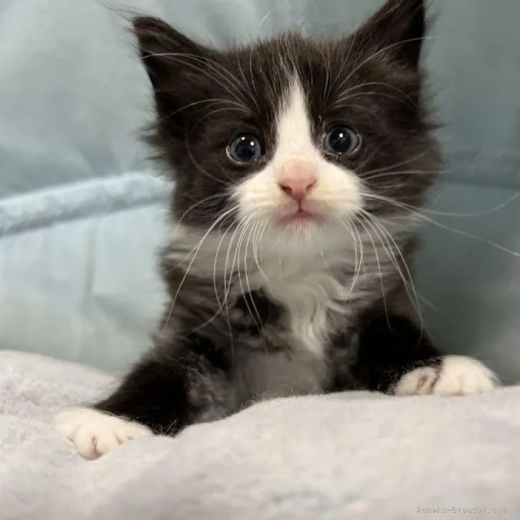 ID:2212-01506の子猫