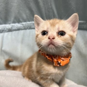 アメリカンショートヘア【神奈川県・男の子・2023年2月15日・レッドタビー】の写真「むっちりタイプのボディでコロコロで可愛いですよ♪」