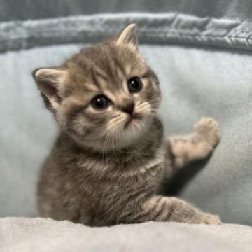 スコティッシュフォールド(立ち耳)【神奈川県・女の子・2023年2月10日・ブルータビー】の写真「被り気味の小さなお耳でスコティッシュらしいですね♪」