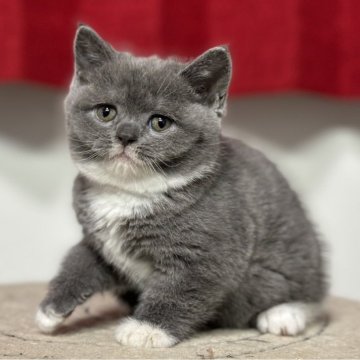 ブリティッシュショートヘア【神奈川県・女の子・2024年7月2日・ブルー&ホワイト】の写真「【お迎え応援価格‼️】まん丸なお顔が魅力的💕」