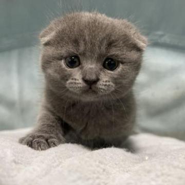 スコティッシュフォールド(折れ耳)【神奈川県・男の子・2023年2月10日・ブルー】の写真「ぺったんこのお耳が可愛らしい折れ耳の男の子ですよ♪」