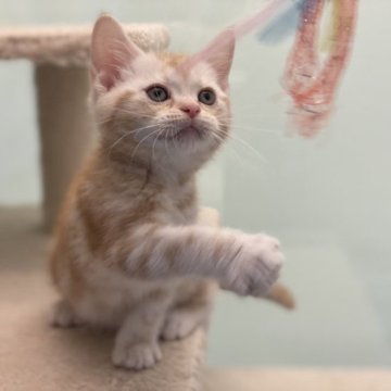 アメリカンショートヘア【神奈川県・男の子・2023年8月23日・レッドタビー】の写真「【訳あり新価格‼️】上品なレッドタビーが綺麗♪」