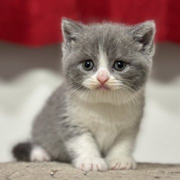 ブリティッシュショートヘア【神奈川県・女の子・2024年7月23日・ブルー&ホワイト】の写真「バランス良く柄が出ている小顔の女の子💕」