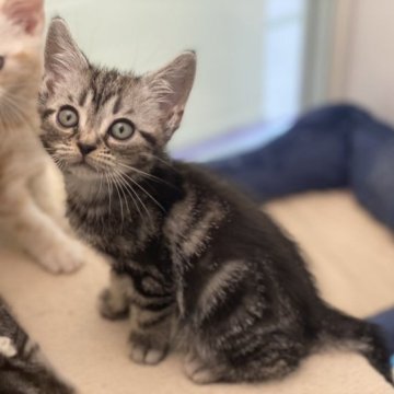 アメリカンショートヘア【神奈川県・男の子・2023年8月23日・シルバータビー】の写真「【訳あり新価格‼️】人気のシルバータビー柄‼️」