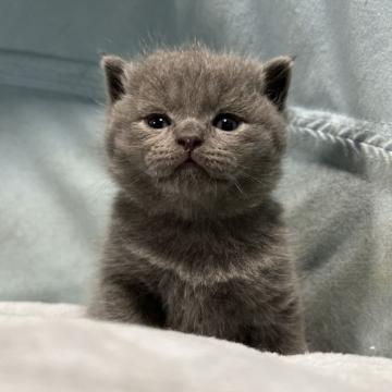 ブリティッシュショートヘア【神奈川県・男の子・2022年12月8日・ブルー】の写真「ブリティッシュらしい丸顔の可愛い男の子ですよ♪」