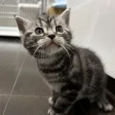 アメリカンショートヘア【神奈川県・男の子・2023年2月9日・シルバータビー】の写真1