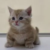 マンチカン(短足)【神奈川県・男の子・2023年5月19日・レッドタビー】の写真1