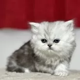 ペルシャ【神奈川県・男の子・2024年2月15日・シェーデッドシルバー】の写真1