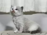 ラグドール【神奈川県・女の子・2024年3月4日・ブルーポイントバイカラー】の写真3