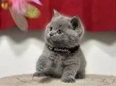ブリティッシュショートヘア【神奈川県・女の子・2024年7月16日・ブルー】の写真4