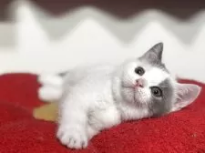 ブリティッシュショートヘア【神奈川県・男の子・2025年8月23日・ブルーバン】の写真10