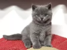 ブリティッシュショートヘア【神奈川県・男の子・2025年10月16日・ブルー】の写真10