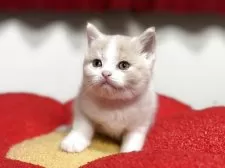 ブリティッシュショートヘア【神奈川県・女の子・2025年7月30日・クリーム&ホワイト】の写真6