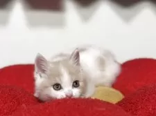 ブリティッシュショートヘア【神奈川県・女の子・2025年7月30日・クリーム&ホワイト】の写真8