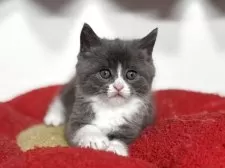 スコティッシュフォールド(立ち耳)【神奈川県・男の子・2025年9月20日・ブルー&ホワイト】の写真11