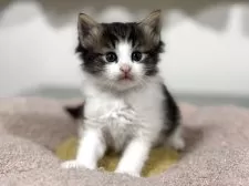 ノルウェージャンフォレストキャット【神奈川県・女の子・2025年10月3日・ブラウンタビー&ホワイト】の写真11