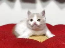 ブリティッシュショートヘア【神奈川県・女の子・2025年7月30日・クリーム&ホワイト】の写真9