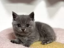 ブリティッシュショートヘア【神奈川県・女の子・2025年4月13日・ブルー】の写真12