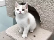 ブリティッシュショートヘア【神奈川県・女の子・2025年7月30日・クリーム&ホワイト】の写真11