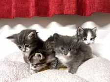 ノルウェージャンフォレストキャット【神奈川県・女の子・2025年4月11日・ブルータビー&ホワイト】の写真11