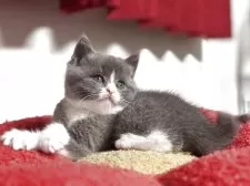 スコティッシュフォールド(立ち耳)【神奈川県・男の子・2025年9月20日・ブルー&ホワイト】の写真7