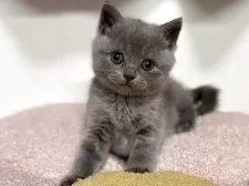 ブリティッシュショートヘア【神奈川県・女の子・2025年4月13日・ブルー】の写真13