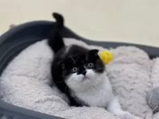 スコティッシュフォールド(折れ耳)【神奈川県・女の子・2024年11月26日・ブラックスモークタビー&ホワイト】の写真4