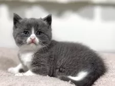 スコティッシュフォールド(立ち耳)【神奈川県・男の子・2025年9月20日・ブルー&ホワイト】の写真4