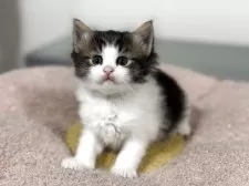 ノルウェージャンフォレストキャット【神奈川県・女の子・2025年10月3日・ブラウンタビー&ホワイト】の写真13