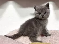 ブリティッシュショートヘア【神奈川県・女の子・2025年4月13日・ブルー】の写真14