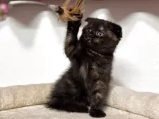 スコティッシュフォールド(折れ耳)【神奈川県・女の子・2025年2月23日・トーティー】の写真2