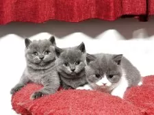 ブリティッシュショートヘア【神奈川県・女の子・2025年10月16日・ブルー&ホワイト】の写真13