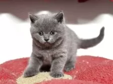 ブリティッシュショートヘア【神奈川県・男の子・2025年10月16日・ブルー】の写真13