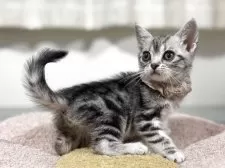 アメリカンショートヘア【神奈川県・女の子・2025年7月31日・シルバータビー】の写真13