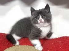 スコティッシュフォールド(立ち耳)【神奈川県・男の子・2025年9月20日・ブルー&ホワイト】の写真14