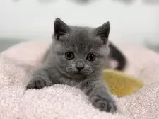 ブリティッシュショートヘア【神奈川県・女の子・2025年4月13日・ブルー】の写真5