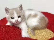 ブリティッシュショートヘア【神奈川県・女の子・2025年7月30日・クリーム&ホワイト】の写真10