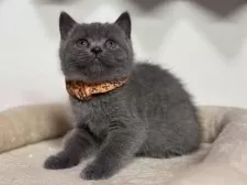 ブリティッシュショートヘア【神奈川県・女の子・2025年1月16日・ブルー】の写真5