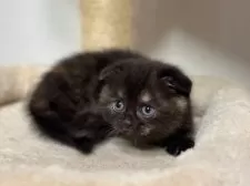 スコティッシュフォールド(折れ耳)【神奈川県・女の子・2025年2月23日・トーティー】の写真14