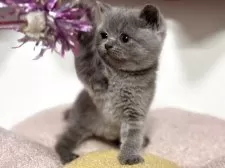 ブリティッシュショートヘア【神奈川県・女の子・2025年4月13日・ブルー】の写真15