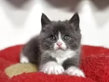 スコティッシュフォールド(立ち耳)【神奈川県・男の子・2025年9月20日・ブルー&ホワイト】の写真15