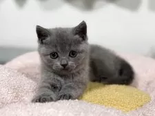 ブリティッシュショートヘア【神奈川県・女の子・2025年4月13日・ブルー】の写真6